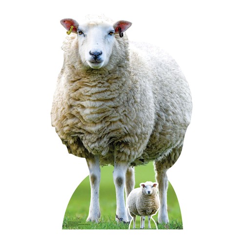 Sheep farmyard animal - sheep,