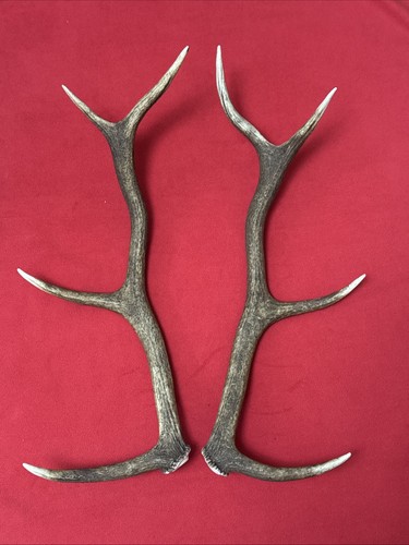 Pair red deer - pair,