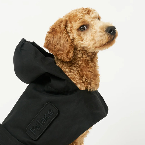 Palace barbour dog - dog, in