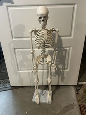 Human Anatomical Anatomy Skeleton 85cm/33.5” Medical Model Desk Top Standing New