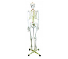 Life Size Skeleton Model on