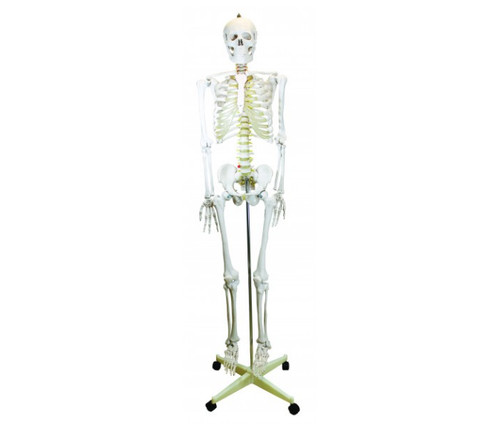 Life size skeleton - life, model