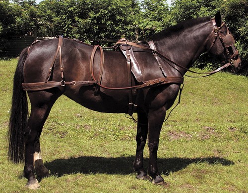 Windsor oily leather harness - leather, harness|