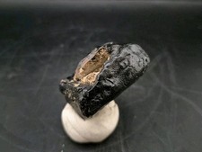 Real Fossil Dinosaur Egg Embro