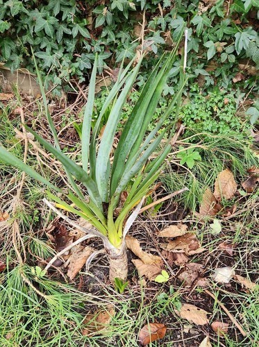 Yucca rostrata evergreen 55cm - yucca,