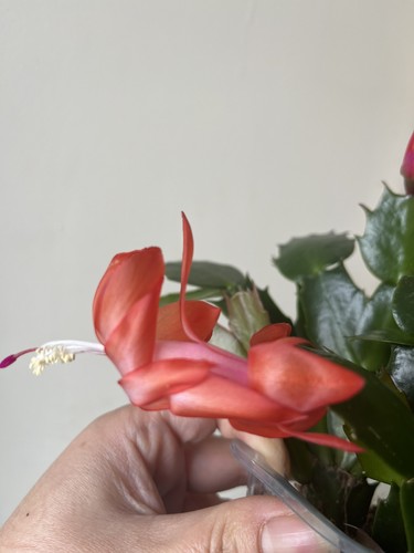 Christmas thanksgiving cactus - christmas,