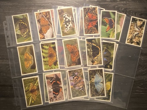 British butterflies doncella - british,