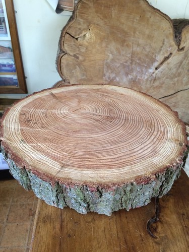 Rustic log slice ring - log,