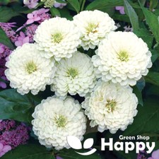 ZINNIA - POLAR BEAR - 150