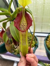 Nepenthes Singalana BE X