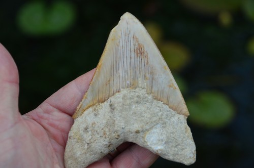Mega megalodon shark - mega, tooth