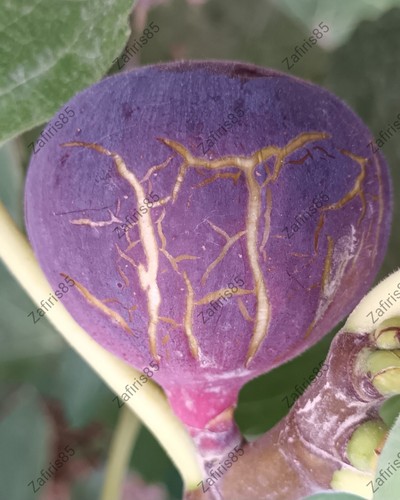 Mavra fig tree - fig,