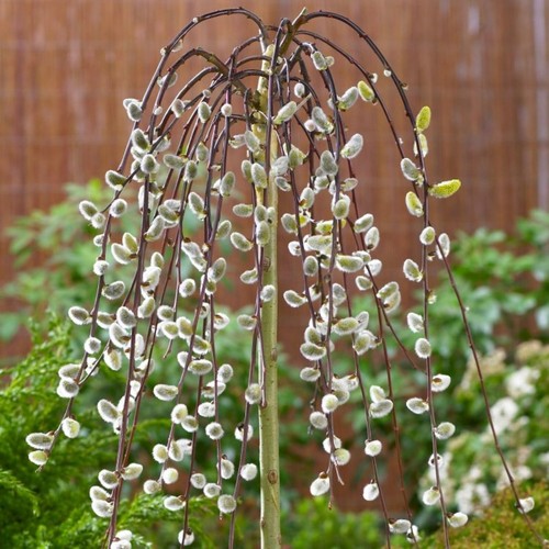 Salix caprea kilmarnock willow - salix,