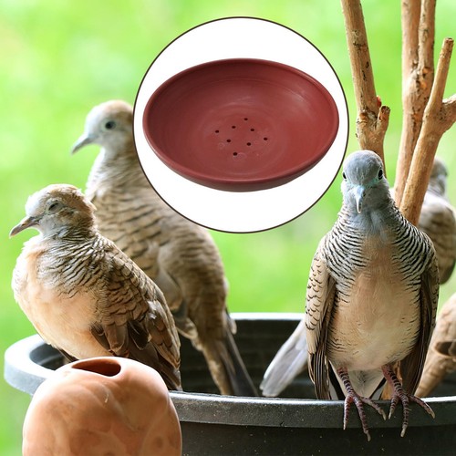 Bird nest breeding hatching - bird,
