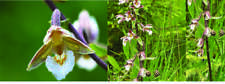 Epipactris Palustris orchid -