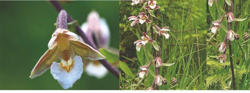 Epipactris palustris orchid - palustris,