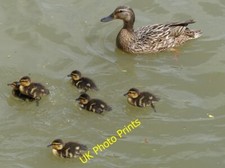 Photo 6x4 Mallard and ducklings Hillmorton  c2015