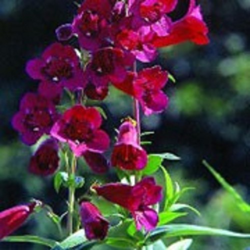 Garnet penstemon plug - x,