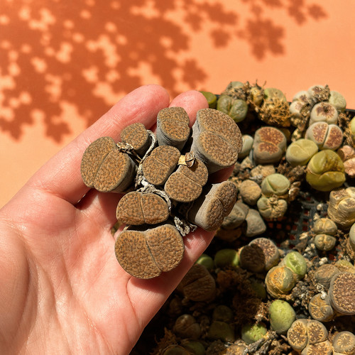Rare lithops mother - lithops,