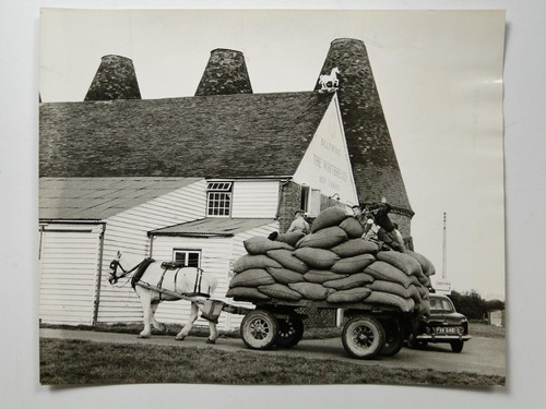 Hop picking kent whitbread - hop,
