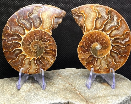 8cm halves of - -, madagascan