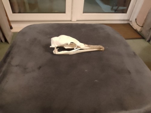 Cormorant skull - skull,