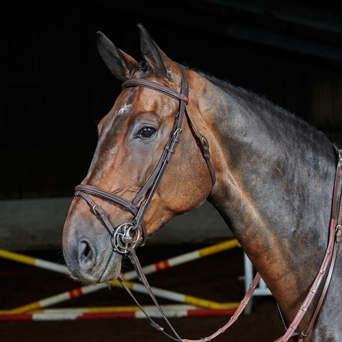 John whitaker ready - whitaker, to