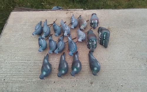 Pigeon decoys full half - decoys,