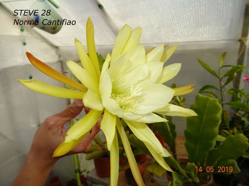Epiphyllum norma cantifiao esa - cantifiao,