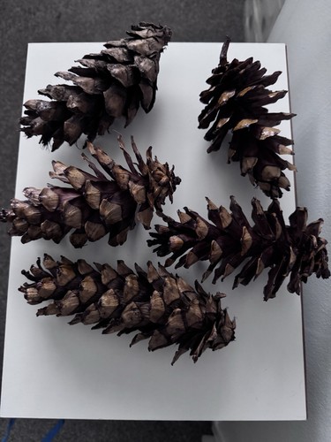 Big huge pine cones for - huge,