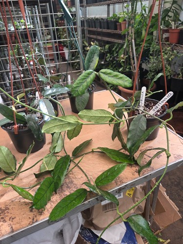 Hoya globulsa rare - hoya,