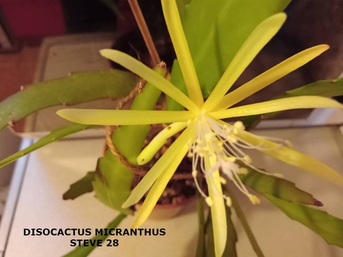 Epiphyllum disocactus - epiphyllum,