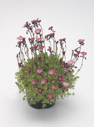 Flower saxifrage saxifraga - flower,