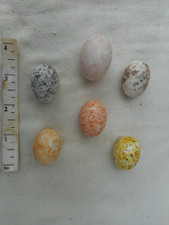Replica   Birds Eggs       NIGHTJARS   6  EGGS