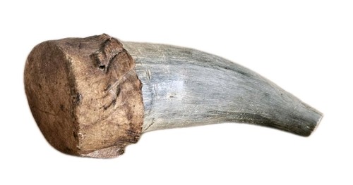 Antique horn flask powder - horn,