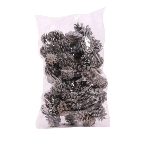 Pine cones austriaca - pine,