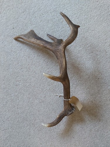 Fallow buck deer - fallow,