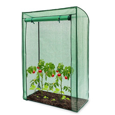 Outdoor Garden Tomato Plant
