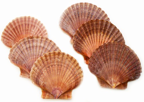Mexican flat scallop - flat, shells