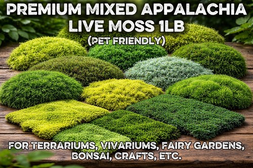 Live sheet moss - sheet,