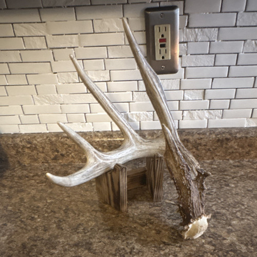 Deer antler shed