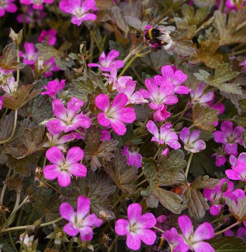 Hardy geranium orkney - hardy,