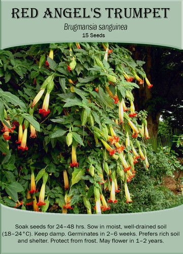 Red angel trumpet - red,