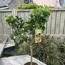 Citrus blood orange - orange,