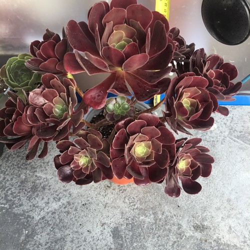 Aeonium black rose - aeonium,