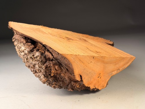 Cap burr elm live - elm, resin