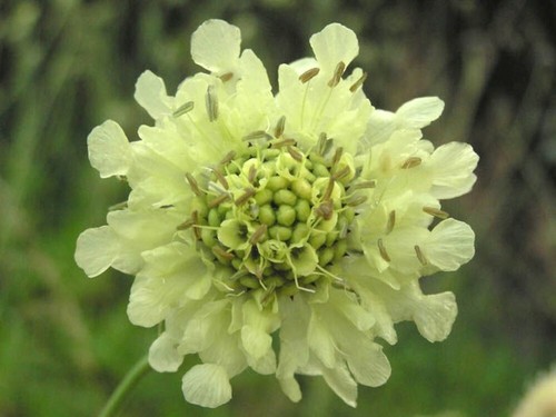 Cephalaria gigantea scabiosa - gigantea,