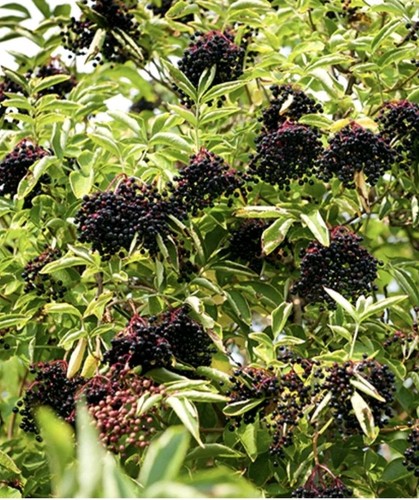 Wild elder sambucus - wild,