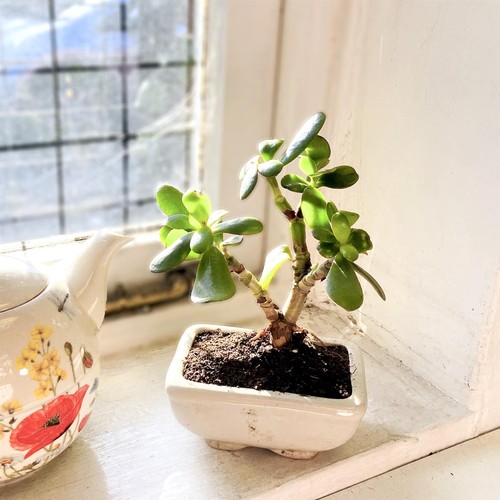 Traditional forest bonsai tree - forest,