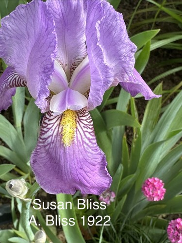 Iris germanica susan - germanica, “susan